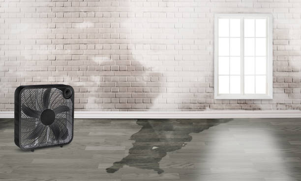 Best Water damage restoration mold remediation  in Gatesville, TX
